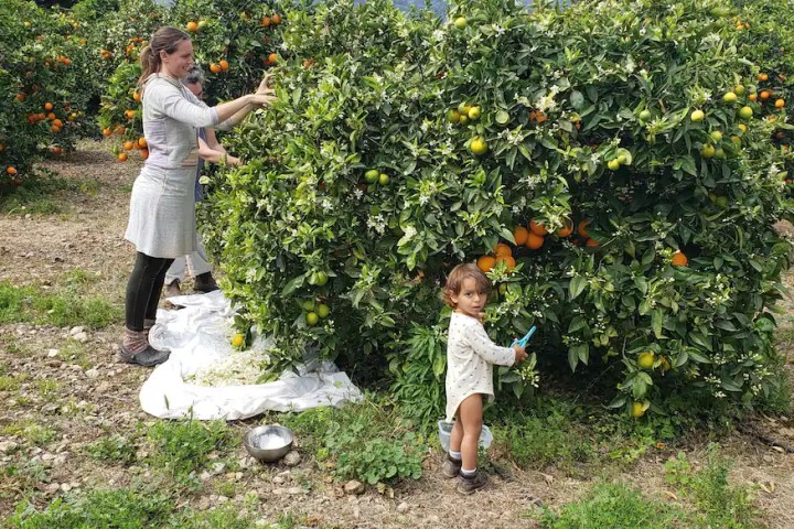 mallorca herbalism experience