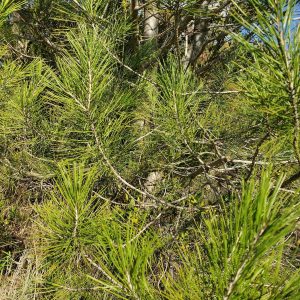 mallorca herbalism experience