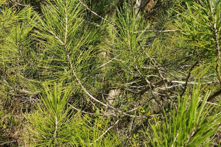 mallorca herbalism experience