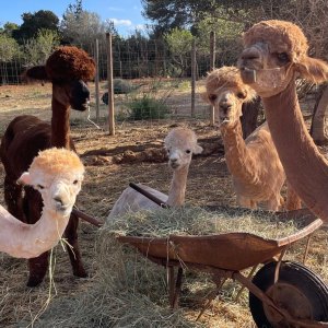 Ibiza Alpaca Tour