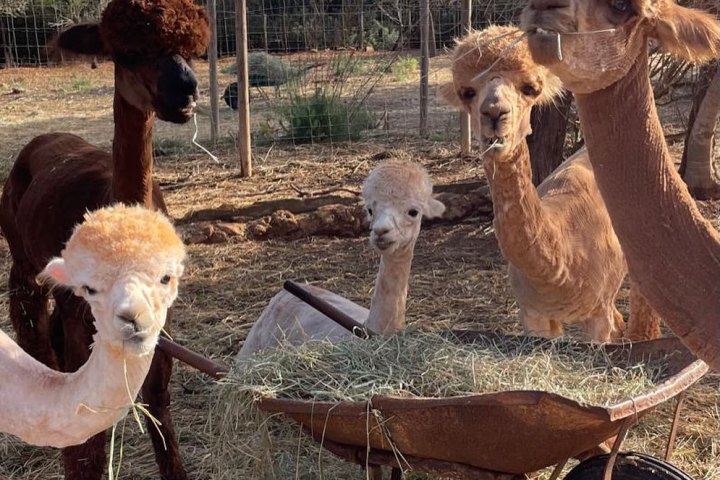 Ibiza Alpaca Tour