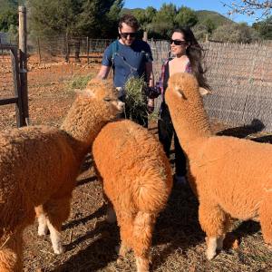 Ibiza Alpaca Tour