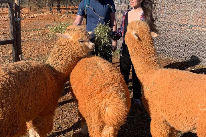 Ibiza Alpaca Tour