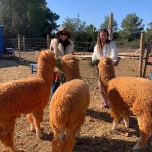 Ibiza Alpaca Tour