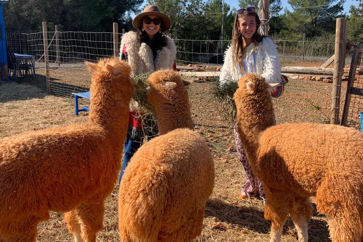 Ibiza Alpaca Tour