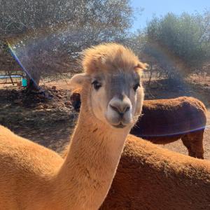 Ibiza Alpaca Tour