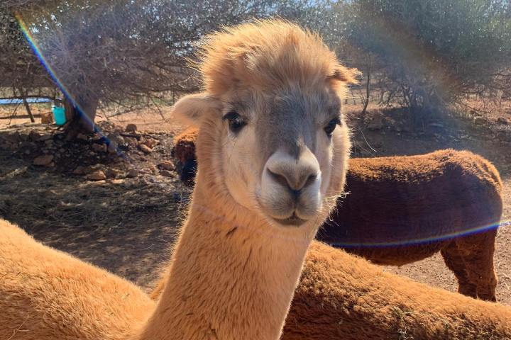 Ibiza Alpaca Tour