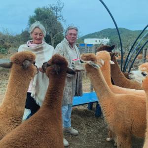 Ibiza Alpaca Tour