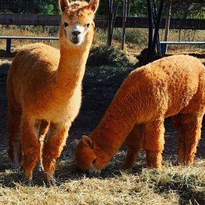 Ibiza Alpaca Tour