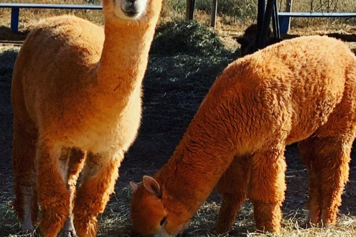 Ibiza Alpaca Tour