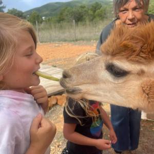 Ibiza Alpaca Tour