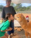 Ibiza Alpaca Tour