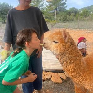 Ibiza Alpaca Tour