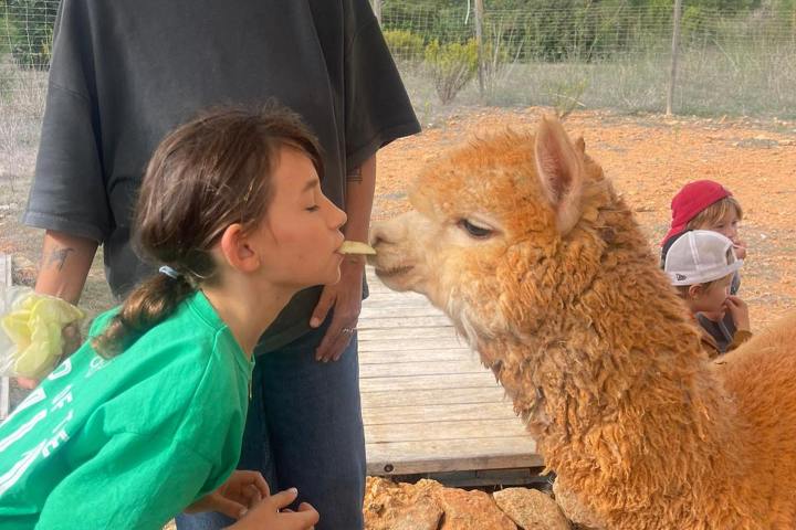 Ibiza Alpaca Tour