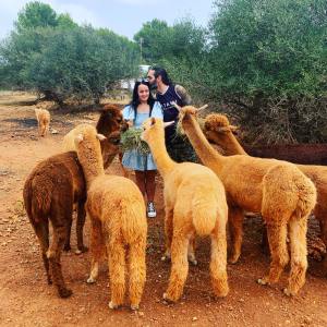Ibiza Alpaca Tour