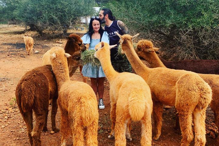 Ibiza Alpaca Tour