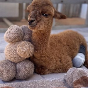 Ibiza Alpaca Tour
