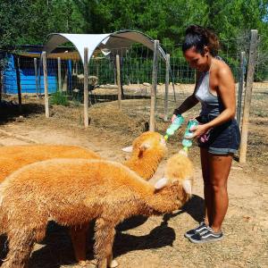 Ibiza Alpaca Tour