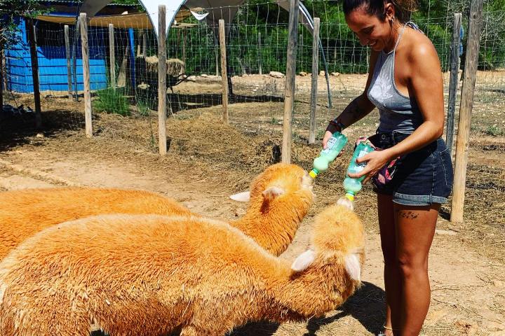 Ibiza Alpaca Tour