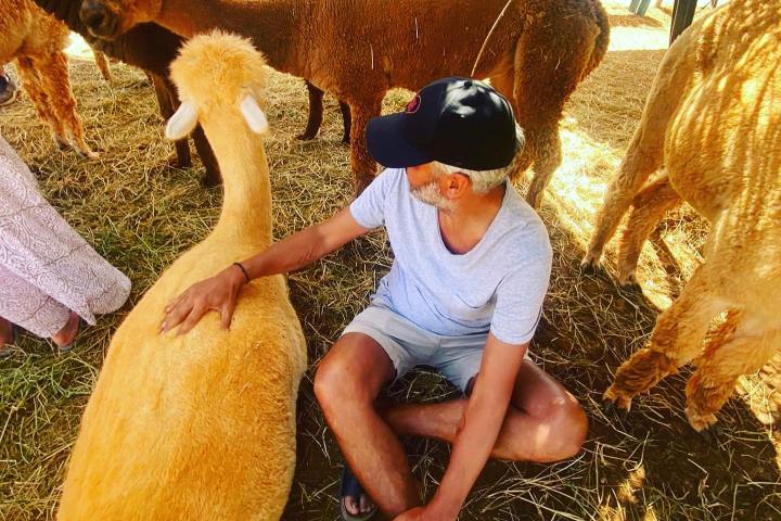 Ibiza Alpaca Tour