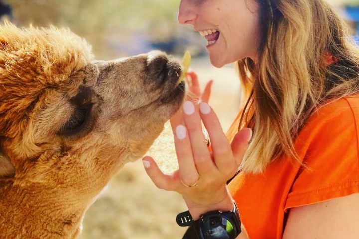 Ibiza Alpaca Tour
