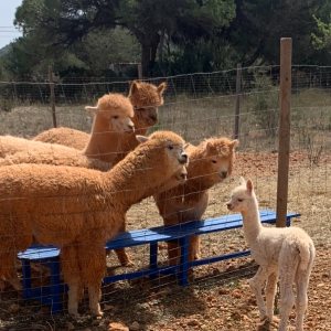 Ibiza Alpaca Tour