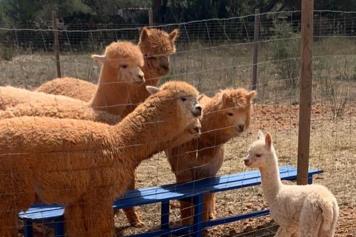 Ibiza Alpaca Tour