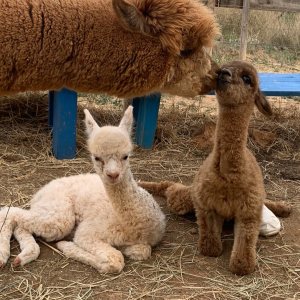 Ibiza Alpaca Tour
