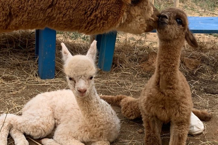 Ibiza Alpaca Tour