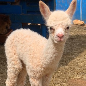 Ibiza Alpaca Tour