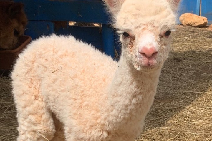 Ibiza Alpaca Tour