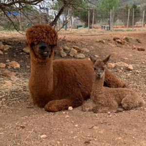 Ibiza Alpaca Tour