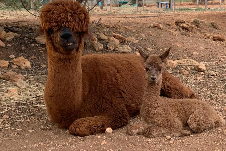 Ibiza Alpaca Tour