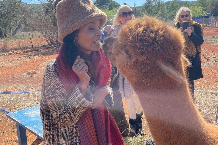 Ibiza Alpaca Tour