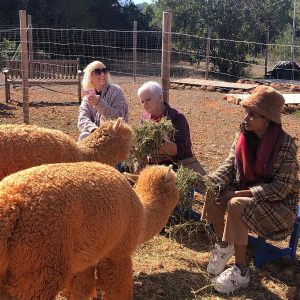 Ibiza Alpaca Tour