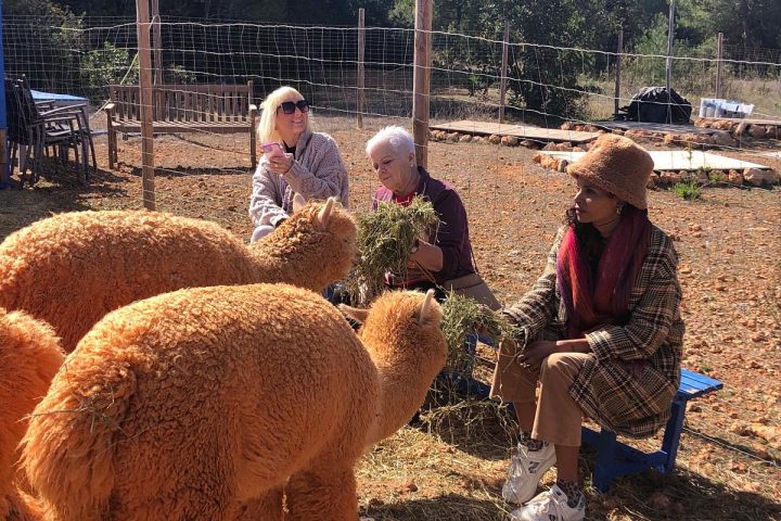 Ibiza Alpaca Tour