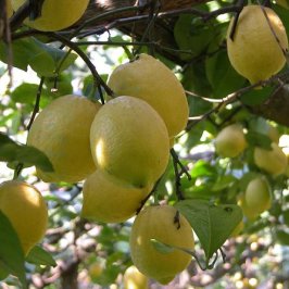 Valencia orange farm tour