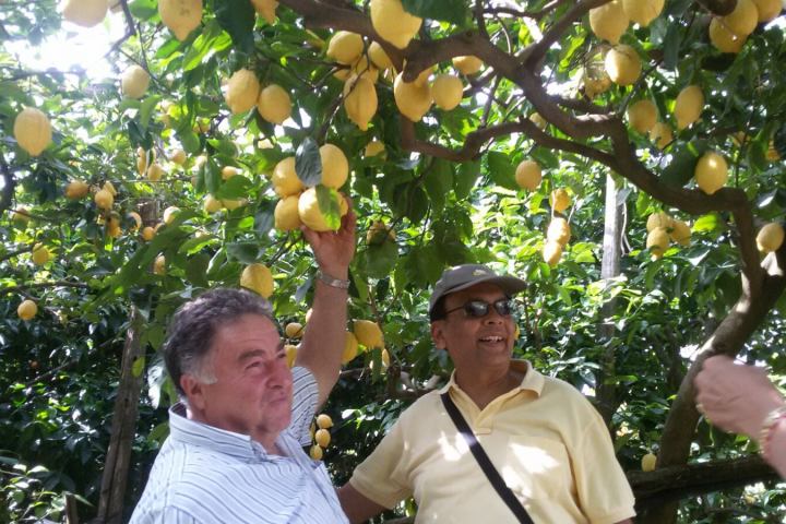 Sorrento Farm-to-Table Tour