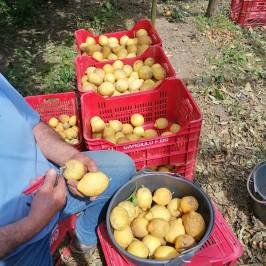 Sorrento Farm-to-Table Tour