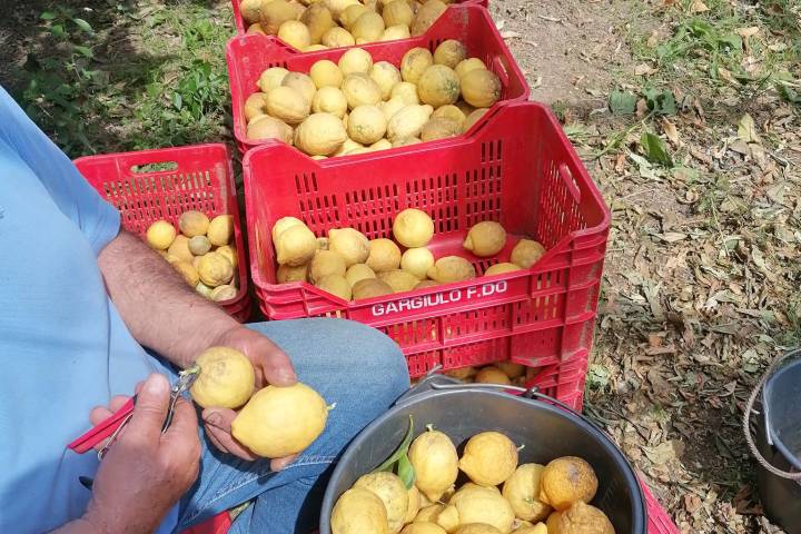 Sorrento Farm-to-Table Tour