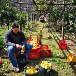 Valencia orange farm tour