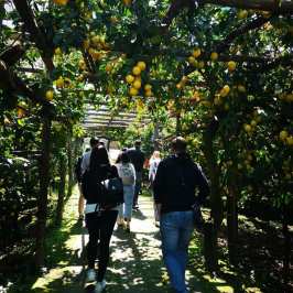 Sorrento Farm-to-Table Tour