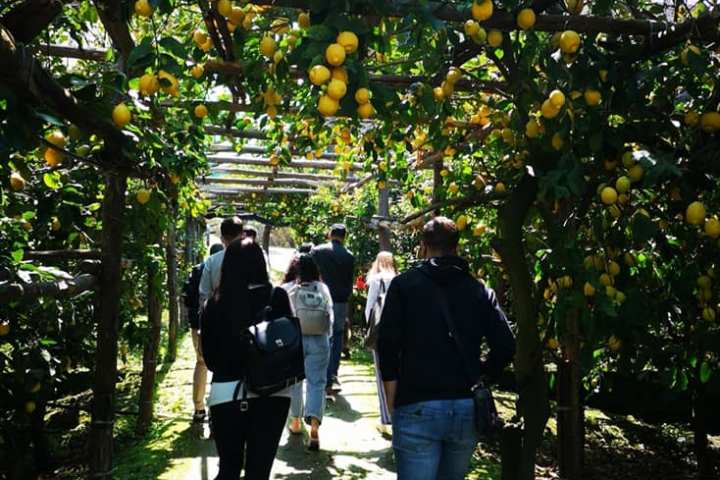 Sorrento Farm-to-Table Tour