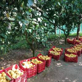 Sorrento Farm-to-Table Tour