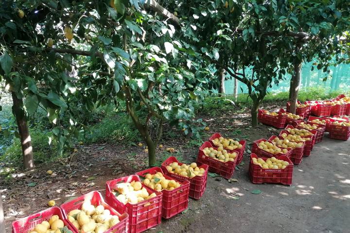 Sorrento Farm-to-Table Tour