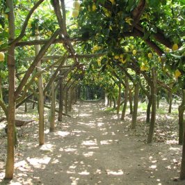 Sorrento Farm-to-Table Tour