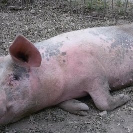 Sorrento Farm-to-Table Tour