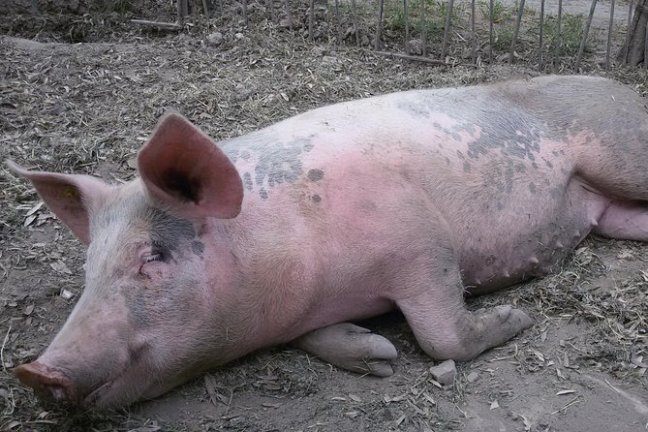 Sorrento Farm-to-Table Tour