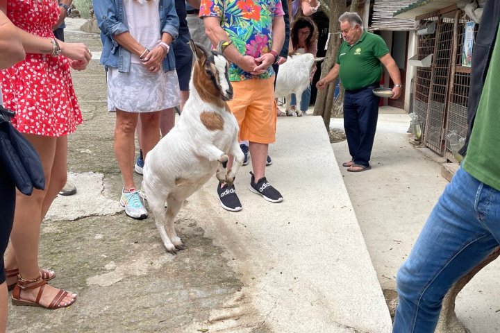 Sorrento Farm-to-Table Tour