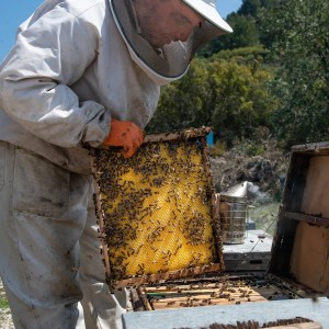 Valencia beekeeping Tour